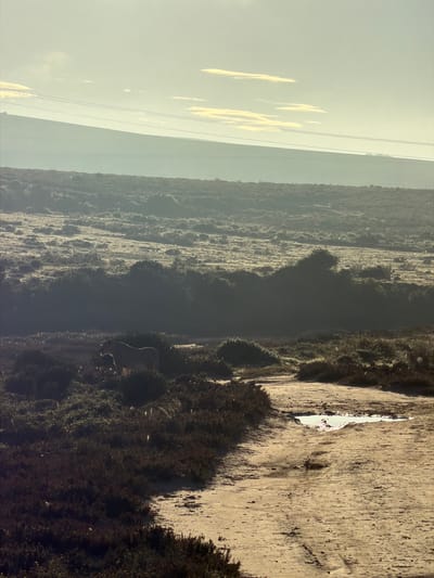 The image depicts a landscape in George, South Africa. The right portion of the scene shows a dirt road or path alongside dense, dark green vegetation. Moving left, the terrain opens up into a landscape of low-lying shrubbery and lighter-colored vegetation. In the lower central area, a quadruped, possibly a cow, stands among the vegetation. The background features a hazy sky, suggesting a foggy or overcast day. Electrical lines or wires are visible against the sky, adding a vertical element to the scene.