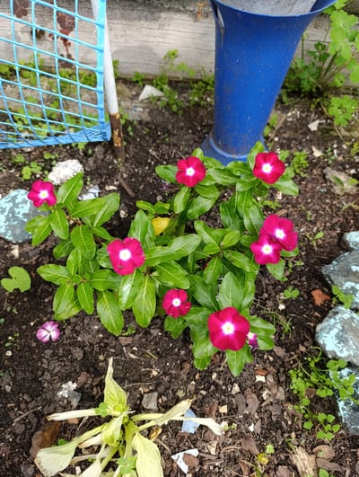 A close-up, high-angle shot captures a patch of dark soil in Tugulym, Russia, adorned with vibrant pink vinca flowers and lush green leaves. In the upper left, a section of a weathered wooden fence and a blue wire mesh fence are visible. To the right, a portion of a tall, blue, funnel-shaped object, possibly a decorative planter or a pipe, stands. Scattered across the soil are small, light-colored stones and fragments of bark. In the foreground, a pale, wilting plant with broad leaves adds a contrasting texture to the scene.