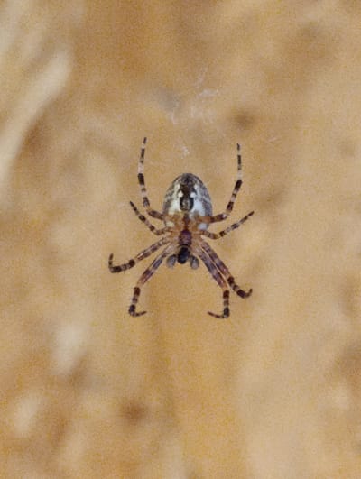 A close-up, overhead shot displays a spider positioned centrally on a textured, yellowish-brown surface. The spider, with its legs spread wide, is the primary subject. Its body appears segmented, with a distinct head and abdomen. The legs are banded with dark and light brown stripes. The background exhibits a grainy texture with subtle variations in shading, suggesting a natural, outdoor setting. No other subjects or discernible objects are present. The image does not provide any information that can be used to determine a specific location within Октябрьский Снт, Russia, nor does it depict any actions or interactions.