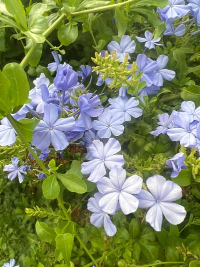 A close-up, overhead view showcases a dense cluster of light blue plumbago flowers interspersed with lush green foliage. The flowers, characterized by their five delicate petals, are in various stages of bloom, with some fully open and others still forming. Small buds and green seed heads are also visible amongst the blossoms. The setting appears to be a garden or natural outdoor environment. The lighting suggests it is daytime, likely morning or afternoon, with soft, diffused light illuminating the scene. No people, text, or specific weather conditions are discernible. The overall impression is one of natural beauty and abundant growth. The location context provided is Or Akiva, Israel.