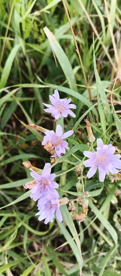 The image shows a close-up of several pale purple wildflowers in a grassy area. The flowers have delicate, ray-like petals and a central cluster of stamens. Some of the flowers are in full bloom, while others appear to be developing or have gone to seed. The background consists of out-of-focus green grass and some dried plant material. The scene is natural and appears to be outdoors. It is located in Pirogovo, Russia. There are no people or animals visible in the image.