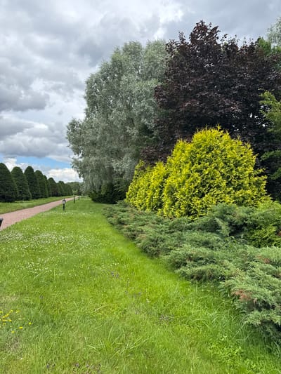 The image shows a park path lined with trees and manicured shrubs. The path, composed of reddish gravel, curves into the distance. On the left side of the path, a row of conical evergreen trees is visible, spaced evenly apart. The grass on the left is lush and dotted with small white flowers. On the right side of the path, there is a variety of foliage. In the foreground, a dense, low-lying evergreen shrub covers the ground. Behind this, a row of bright green, cone-shaped trees stands out. Further back, a large tree with dark red leaves is prominent, and to its left, a tall tree with silvery-green foliage is visible. The sky is overcast with scattered clouds. The scene appears to be a well-maintained park, possibly part of a larger estate, in Strelna, Russia. There are no people or animals visible in the image.