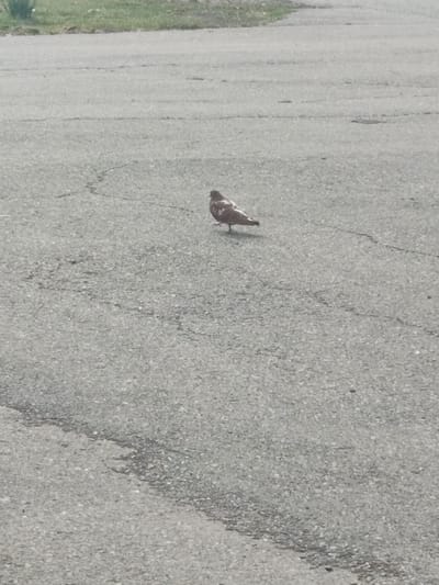 A single, brown and white pigeon is standing on a cracked asphalt surface. The pigeon is facing to the left, with its head slightly lowered. In the background, there is a strip of green grass. The image was taken in the city of Askiz, Russia.