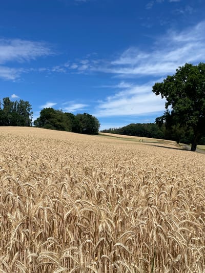 The image depicts a sunlit field of ripe wheat, with the stalks of grain a golden-brown color, ready for harvest. The field stretches diagonally across the frame, creating a sense of depth. To the left, a clear blue sky is dotted with wispy white clouds. Along the edge of the wheat field, a line of lush green trees forms a dark contrast against the bright sky. A narrow, unpaved path can be seen winding through the trees. The lighting suggests it is daytime, likely late morning or afternoon, with the sun casting a warm glow over the scene. The weather appears to be fair and sunny. There are no people or animals visible in the image. The scene evokes a peaceful rural atmosphere. The location is Seigertshausen, Germany.