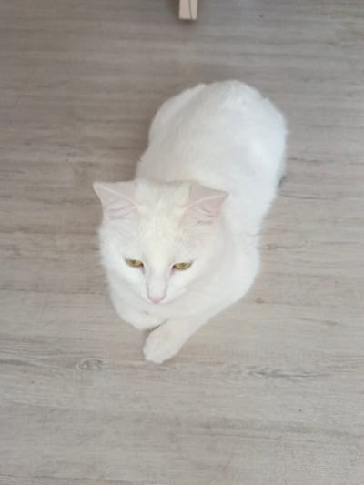 A domestic cat with entirely white fur and yellow-green irises is observed in a resting posture on a light-colored, wood-grain floor. The cat's front paws are tucked beneath its chest, and its gaze is directed downwards and to the left of the frame. A light-toned, vertical object, consistent with a furniture leg, is partially visible in the upper right corner of the frame. The scene is an indoor environment in Гвардейское, Russia.