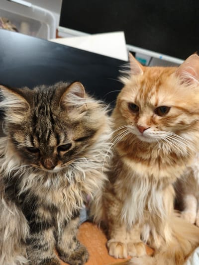 Two long-haired cats, one with brown and black tabby markings and the other with orange fur, are sitting next to each other. The tabby cat is looking down and to its left, while the orange cat is looking forward and slightly to its left. The cats appear to be indoors, with a dark background and a brown surface beneath them. There are no people or any other animals visible in the image. The image does not contain any information that could be used to determine the location in the city of Morąg, Poland.