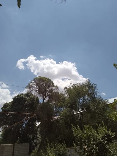 This image depicts an outdoor scene under a bright, clear blue sky with scattered white clouds. In the foreground, lush green trees dominate the lower half of the frame. A large, mature tree with a dense canopy is prominent on the left, while another, sparser tree with a tangled branch structure stands to its right. A rustic metal structure, possibly a frame or support, is visible in the bottom left corner, partially obscuring the foliage. Beyond the trees, a building with a light-colored roof can be seen. The overall impression is of a sunny day in a vegetated area, likely a garden or park, within the city of Muborak, Uzbekistan. No people are present in the image.