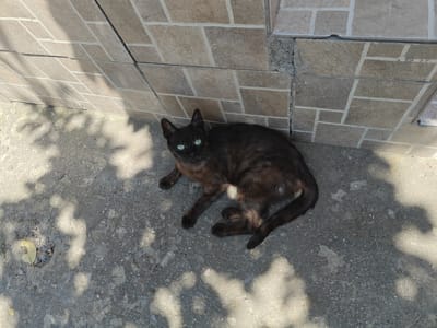 A black cat with bright green eyes lies on a grey concrete surface in front of a tiled wall. The cat is positioned centrally in the frame, facing towards the viewer. The wall is made of light brown rectangular tiles arranged in a brick pattern. Shadows of leaves fall across the cat and the concrete. The scene appears to be outdoors in a public space, possibly near a building. The image was taken in Pănășești, Moldova.