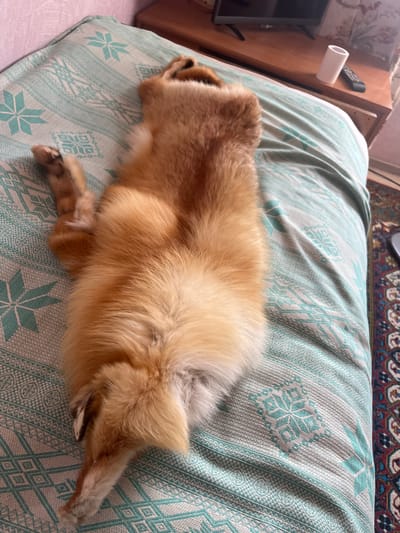 The image shows a dog with golden fur lying on its back on a bed with a light blue and white patterned blanket. The dog's legs are extended upwards, and its body is curled. The bed appears to be in a bedroom. In the background, there is a wooden dresser with a television, a remote control, and a white cylindrical object. The floor is covered with a rug with a red, blue, and white pattern. The scene is lit by natural light coming from the right side of the image. There is no indication of the location being in Gari, Russia.