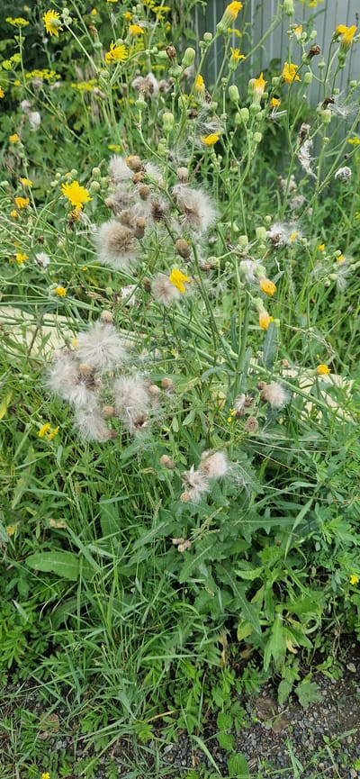 The image depicts a close-up view of a patch of wild vegetation, characterized by tall green stems and various plants in different stages of development. Several yellow flowers are visible, along with numerous fluffy, white seed heads, indicative of plants that have gone to seed. The overall impression is one of a natural, overgrown area. The foreground shows a mix of grass and some leafy plants with jagged edges. In the background, a grey, corrugated metal fence is partially visible, suggesting an urban or semi-urban setting. Small stones and gravel are present at the very bottom of the image. The scene appears to be an outdoor environment.