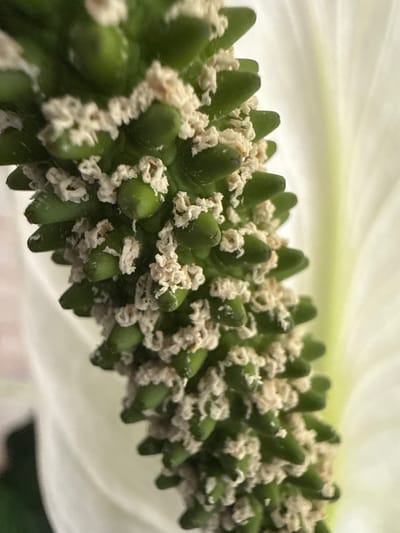This is a close-up, macro photograph of a green spadix covered in numerous small, green, cone-shaped protrusions. These protrusions are adorned with fluffy, white, organic material, possibly pollen or spores, clustered around their tips and sides. The spadix extends horizontally across the frame, with a soft, out-of-focus white petal or spathe forming the background. The lighting is soft and diffused, creating a gentle illumination that highlights the textures of the plant. The overall impression is one of intricate natural detail and delicate beauty. There is no visible text. The location context of Wilnsdorf, Germany, provides no specific visual cues within the image itself.