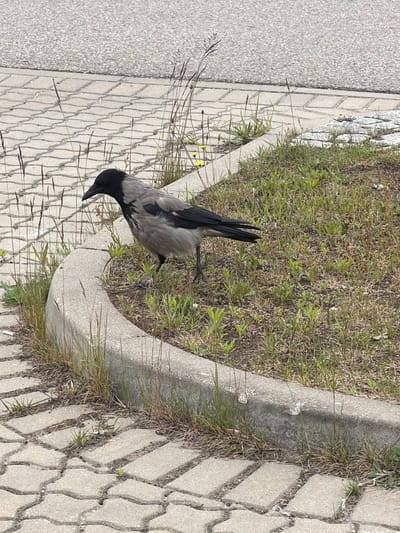 A hooded crow stands on a paved surface alongside a curb, next to a grassy area. The location is Piņķi, Latvia.