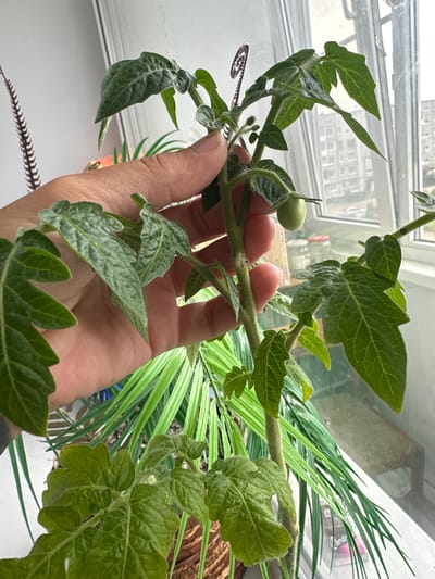 A person's hand is holding the stem of a small tomato plant with several green leaves and one developing green tomato. The plant is situated indoors, near a window that overlooks a city with buildings visible outside. In the background, another potted plant with long, green, grass-like leaves is present. The overall scene suggests an indoor setting, possibly a home, with the plant being cultivated near a window for sunlight. The image was taken in Kotlas, Russia.
