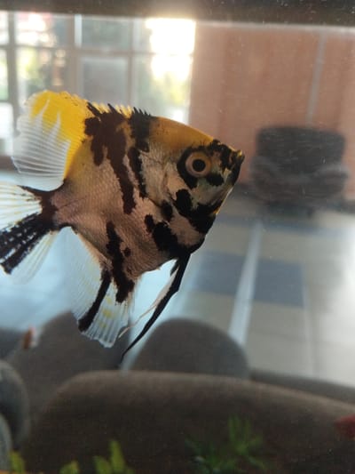 The image shows a close-up of a single angelfish swimming in an aquarium. The fish has a distinctive pattern of black stripes and yellow markings on its body, with clear, delicate fins. The background of the aquarium is blurred, but suggests a domestic setting with a window and curtains visible. The lighting appears to be natural, possibly from the sun. There is no visible indication of the city of Қотырбұлақ, Kazakhstan in this image.