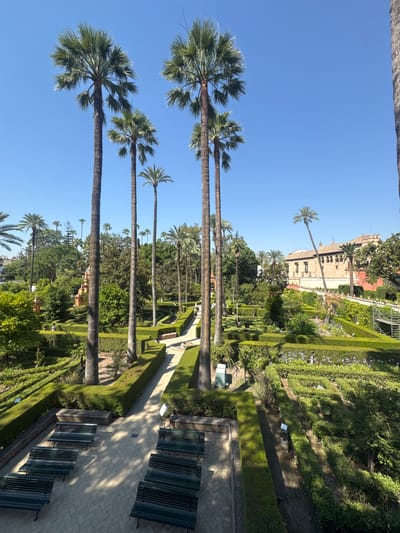 The image depicts a view of the Alcázar of Seville's gardens in Seville, Spain, under a clear blue sky. Tall palm trees are prominent, with their fronds reaching towards the sky. The gardens are meticulously manicured, featuring geometric hedges and pathways. Several dark green benches are placed along the paved walkways, some in sunlight and some in shadow. In the background, a large, red-brick building with arched windows, characteristic of Moorish architecture, is visible, partially obscured by trees and palm trees. A few individuals can be seen walking along the paths within the gardens. The overall scene conveys a sense of tranquility and historical grandeur within a lush, well-maintained garden setting.