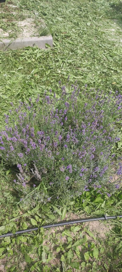 In Filippovskoe, Russia, a bush of blooming lavender with purple flowers is situated in a garden area. The ground around the lavender is covered with cut grass and some green weeds. To the left of the lavender, a concrete curb is partially visible, also surrounded by cut grass. A black irrigation pipe runs horizontally across the lower portion of the image, crossing over some green foliage and exposed soil. The scene is illuminated by natural sunlight.