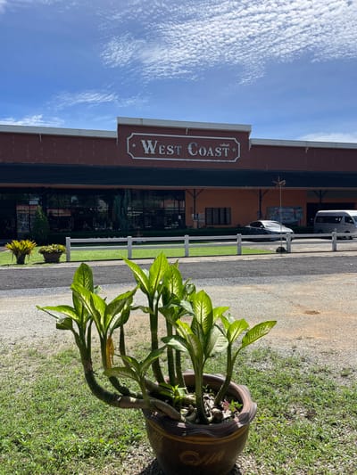 The image displays an exterior scene in Ban Yid, Thailand, featuring a commercial building under a clear blue sky with scattered white clouds. The building, identified by a prominent white sign as "West Coast" with additional Thai script "เดลีช" above, has a reddish-brown facade and a white coping. Below the sign, large, dark-tinted glass windows and doors reflect the surroundings. A white two-rail fence separates a grassy area from the paved foreground. Behind the fence, a silver sedan and a white passenger van are parked. Various potted plants are situated near the building, and a decorative wind-driven ornament on a pole is visible. The foreground consists of a gravel and sparsely grassed area, where a large, brown ceramic pot containing several healthy, variegated green-leafed plants (resembling Dieffenbachia) is prominently positioned on the right. No people are discernible in the frame. The scene is static and brightly lit by daylight.