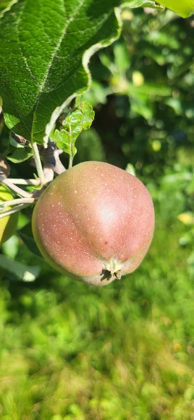 A close-up, vertical, eye-level outdoor shot shows a small, unripe apple hanging from a tree branch. The apple is round and has a mottled reddish-green hue, with tiny white speckles visible on its surface. It appears to be about two inches in diameter. A few fuzzy, light-colored hairs are present on the stem end of the apple. Above and to the left of the apple, a large, vibrant green leaf with a slightly wavy edge is prominent. Other leaves and branches of the apple tree are visible in the background, some in focus and some blurred. The background is predominantly green, suggesting foliage and possibly grass, with patches of bright sunlight filtering through. The image appears to have been taken on a sunny day in Tetianivka, Ukraine, within an orchard or garden setting. No people are present in the image.