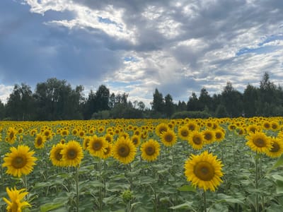 The image depicts a vast field of sunflowers under a cloudy sky. The sunflowers are in full bloom, their yellow petals facing upwards. The field extends into the distance, with rows of sunflowers creating a textured pattern. In the background, a line of trees forms a dark green border against the sky. The sky is a mix of blue and grey clouds, with shafts of sunlight breaking through in places. The ground is covered with green leaves of the sunflowers. There are no people or animals visible in the image. This scene is located in the village of Holovky, Ukraine.