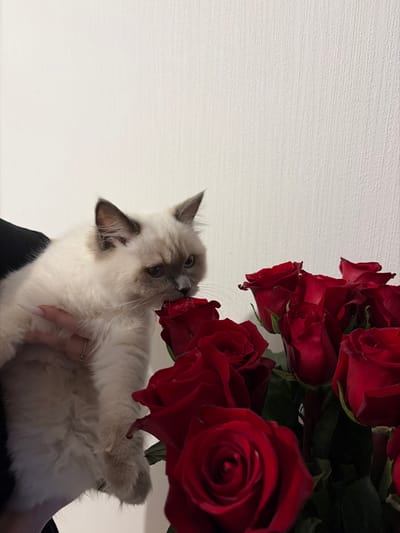 The scene is set indoors in Novogorelovo, Russia. A light-colored, pointed cat, with cream-colored fur and darker markings on its face and ears, is held by a human hand on the left side of the frame. The cat's blue eyes are visible, and its nose is pressed directly against a deep red rose, suggesting an act of sniffing or gentle interaction. The human hand features long, light-colored manicured fingernails and a ring with small stones on a finger. A dark fabric, possibly a garment sleeve, is visible behind the hand. To the right, a dense bouquet of numerous fresh red roses is prominently displayed, showing their petals, green stems, and leaves. The background is a plain, light-colored (white or off-white) wall with a subtle, vertical textured pattern.