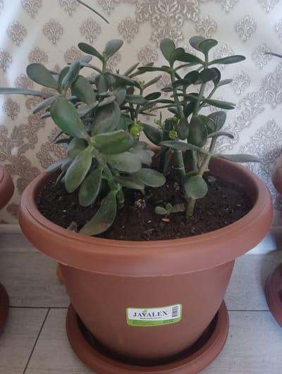 A jade plant sits in a brown plastic pot on a tiled floor. The plant has thick, fleshy green leaves and is about to be watered. The pot is labeled "Javalex Made in Armenia". The background is a patterned wallpaper. The scene appears to be indoors, likely in a home or office.