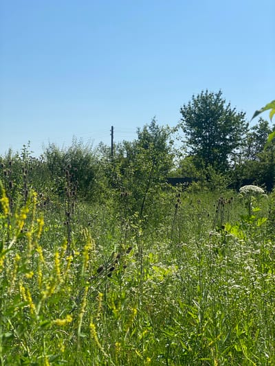 The image depicts a sunny day in a field located near Tyvriv, Ukraine. The foreground is filled with tall green grass and various wildflowers, some with white petals and others with dark, spiky seed heads. To the right of the frame, a large plant with a distinctive white, umbrella-shaped flower head is visible. In the mid-ground, dense bushes and trees form a line, with power lines and a utility pole visible against the clear blue sky. The overall scene is one of a natural, overgrown landscape under bright daylight.