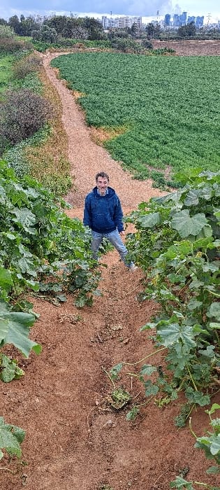 This image is a horizontally oriented photograph, rotated 90 degrees clockwise from its natural upright position. When viewed correctly, it depicts a man standing on a dirt path in what appears to be a cultivated field, with a city skyline visible in the far background.
In the center of the frame, a man stands on a reddish-brown dirt path. He has short, curly dark hair and a beard, and he is smiling slightly towards the camera. He is wearing a dark blue, long-sleeved jacket or hoodie and light blue jeans. His left arm is slightly bent, and his right arm is relaxed at his side. He is positioned facing the viewer, with his body turned slightly to the right, and his weight resting on his right leg.
The immediate foreground and midground on the right side of the path are filled with lush, green, broad-leafed plants, possibly some type of squash or similar ground-creeping vegetation. These plants are vibrant green and appear healthy, some reaching up to the man's knees. The ground directly beneath and around these plants is the same reddish-brown dirt, which also forms the clear path where the man is standing. This dirt path curves gently to the left in the midground before disappearing behind a section of dense green foliage.
To the left of the dirt path, and extending into the left background, is a vast field of uniform, short green plants, likely an agricultural crop such as alfalfa or a similar ground cover. This field is consistently green and stretches across a significant portion of the frame. Beyond this field, on the far left horizon, a city skyline is visible under a light, possibly overcast sky. Buildings, including what appear to be taller structures, can be seen against the pale sky. The overall impression is a transition zone between rural agricultural land and urban development.
The weather appears to be daylight, possibly a bright, overcast day as there are no strong shadows evident. The scene conveys a sense of peacefulness, with the man posing casually amidst nature, yet with hints of civilization in the distance. No text is visible in the image.
