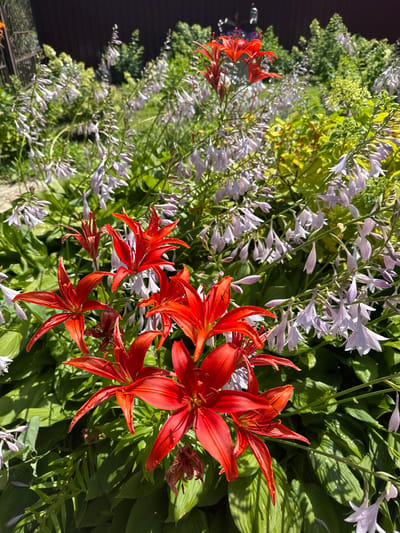 The image depicts a close-up view of a vibrant flower bed in a garden. Dominating the foreground are several striking, scarlet-red lilies with elongated, pointed petals. Behind the lilies, a profusion of delicate, pale lavender bell-shaped flowers on tall stalks creates a softer, more ethereal layer. The background is filled with lush green foliage, likely hosta leaves, and hints of a dark wooden fence and green grass, suggesting a residential garden setting. The lighting indicates a sunny day, casting dappled shadows on the leaves and highlighting the dewdrops that glisten on the foliage. The location is identified as a garden in the city of Nezhinka, Russia.