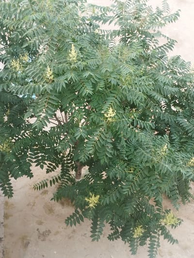 The image shows a tree with compound leaves and clusters of small, pale yellow flowers. The tree is dense with foliage, obscuring the background to some extent. A wall, appearing to be made of concrete or stucco and exhibiting some staining and texture, is visible behind the tree. The ground beneath the tree is also visible, appearing to be dirt or sand. The overall scene is outdoors, suggesting a natural or landscaped setting. Based on the visual characteristics, the image is consistent with a location in Aktau, Kazakhstan, a city known for its arid climate and introduced vegetation.