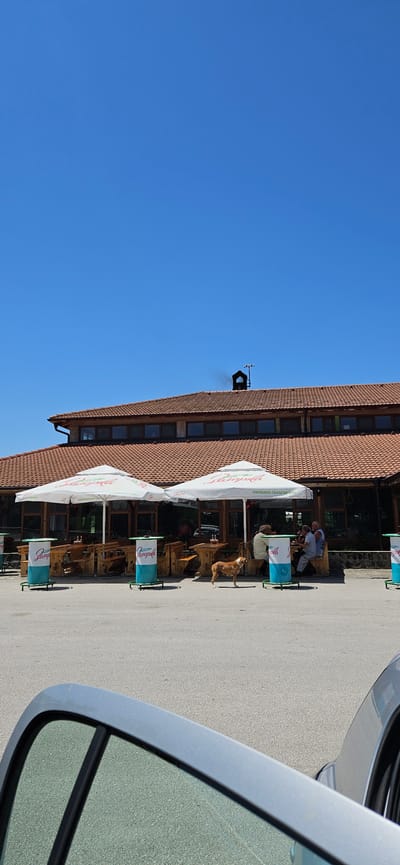 The image depicts an outdoor seating area of a restaurant or cafe, possibly located in the vicinity of Zlatna Panega, Bulgaria, given the visible signage. The scene is set under a clear blue sky with a large building featuring a tiled roof in the background. In the foreground, several wooden picnic tables and benches are arranged under large white umbrellas. Cylindrical trash bins with blue and white branding are placed near the tables. Three individuals are seated at one of the tables, engaged in conversation. A light-colored dog stands near the tables. The ground is paved, and a portion of a car's interior, including a window frame, is visible in the lower part of the image, suggesting the photo was taken from inside a vehicle. The overall atmosphere suggests a casual, daytime setting.