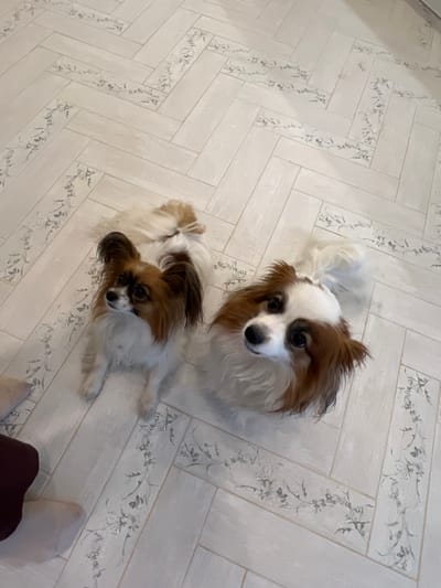 The image shows two Papillon dogs on a tiled floor with a herringbone pattern decorated with floral designs. One dog is closer to the camera and facing upwards, while the other is to its left. A person's socked foot and part of their brown trousers are visible in the lower right corner. The location is Городище, Russia.