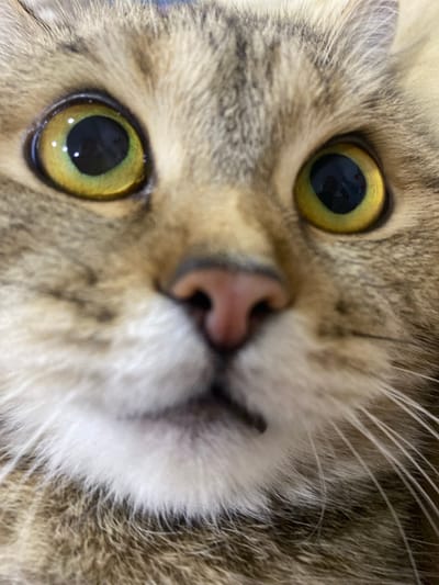 A close-up, eye-level, indoor, full-frame photograph shows the face of a tabby cat. The cat's large, round, yellow-green eyes are prominent, with black pupils that appear dilated. The cat's nose is pink and moist, and its mouth is slightly open, revealing a bit of tongue. The fur is a mix of brown, black, and tan, with visible whiskers. The background is blurred and indistinct, suggesting the photo was taken indoors. There are no people or other animals visible in the image. The photograph was taken in an unknown location in the city of Unknown, Unknown.