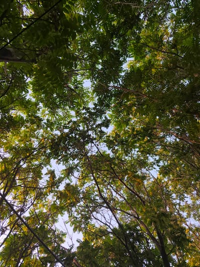 This is a low-angle photograph of a canopy of trees in Samsarek, Uzbekistan. The image is dominated by lush green foliage and the silhouettes of tree branches against a clear blue sky. The leaves are dense, creating a textured ceiling, with some areas showing hints of yellow and brown, suggesting the changing of seasons. Sunlight filters through the leaves, creating dappled patterns and illuminating the scene with a warm glow. The overall impression is one of natural beauty and tranquility, a serene view from beneath the sheltering branches of mature trees.