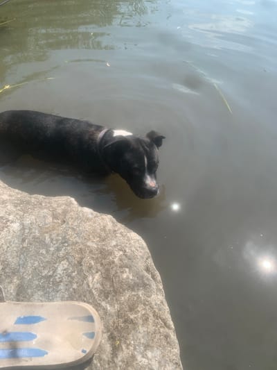 A black and white dog stands in murky water next to a large rock. The dog is partially submerged, with its head and shoulders visible above the water. It has a white patch on its chest. The water is calm with some ripples. The sun is shining brightly, creating a glare on the water's surface. In the foreground, a light-colored sandal with blue stripes rests on the rock. The scene appears to be outdoors, likely near a body of water like a lake or river. The bright sunlight suggests it is daytime, possibly midday. The presence of the dog and the sandal implies a recreational setting.