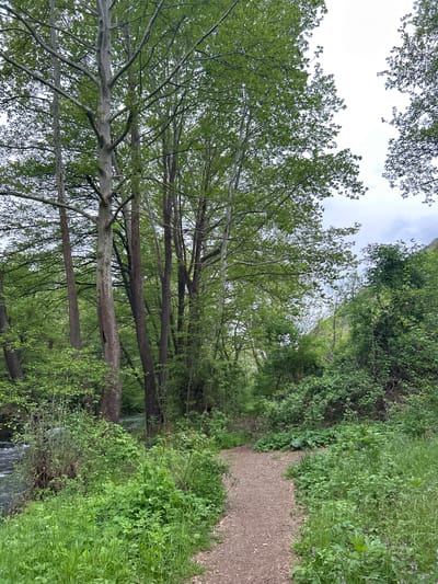 A dirt path leads through a heavily wooded area, likely a park or forest, in Parvenets, Bulgaria. The path is bordered by dense vegetation on both sides, including tall grass, bushes, and trees. Tall trees line the path, their branches reaching high overhead. The sky is visible through the canopy, suggesting an overcast or partly cloudy day. The perspective of the image is oriented vertically, giving a sense of looking up through the trees. A body of water and small waterfalls, barely visible, are seen near the treeline. There are no people visible in the scene.