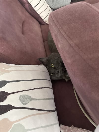 A gray cat with yellow eyes is peeking out from behind a pink sofa cushion in a room. The cat's head is visible, with its ears perked and its gaze directed towards the camera. The sofa is upholstered in a textured pink fabric, and a pillow with a striped pattern is placed in the foreground. The environment appears to be an indoor setting, possibly a living room. The photograph is taken from a medium-wide shot, capturing the cat and its immediate surroundings. The lighting is somewhat dim, creating a cozy atmosphere. The overall scene is casual and domestic, with the cat being the central focus of the image. There are no people visible in the image.