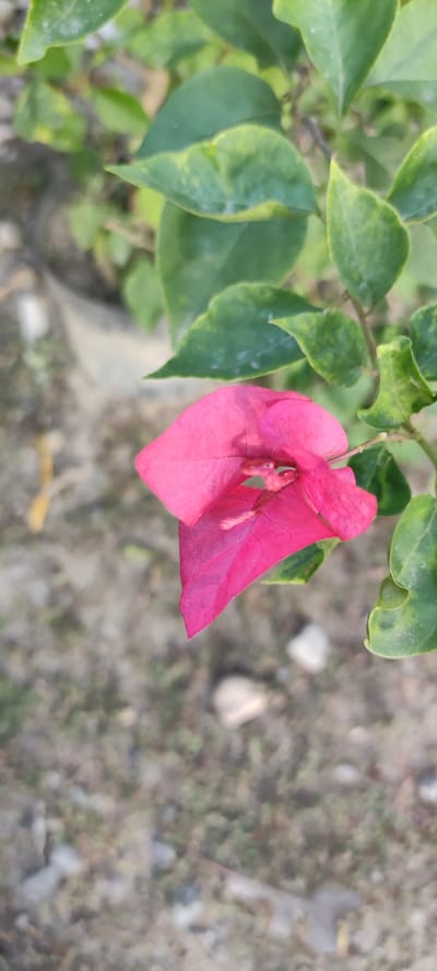 A close-up, vertical shot shows a single bright pink bougainvillea flower in focus, positioned on the right side of the frame. The flower's petals are delicate and slightly crinkled, with a small green stamen visible at its center. Behind the flower, a cluster of green leaves with yellow variegation forms the background, some of which are slightly out of focus. The lower portion of the image is a blurred, earthy ground with scattered small stones and patches of dry vegetation. The overall scene is likely an outdoor setting in a garden or natural environment, possibly in or near the city of Payakumbuh, Indonesia. There are no people or animals visible in the image.