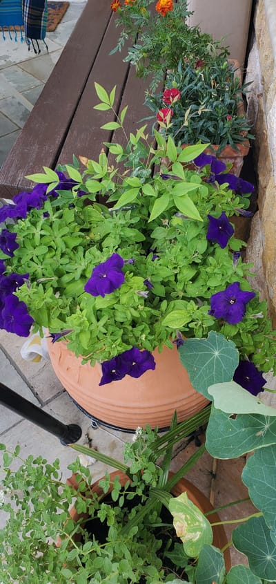 A high-angle, outdoor, eye-level shot shows a collection of potted plants on a wooden surface. The plants are in terra cotta pots and include vibrant purple petunias, small red flowers, orange marigolds, and green foliage. Nasturtium leaves are visible, one with a large, pale brown spot. A few tiny white flowers dot the greenery in the foreground right. The plants are arranged on a dark brown wooden bench or deck, with a light-colored stone wall or structure overhead. The ground is paved with light gray tiles. A black garden tool, possibly a hose or watering can handle, is visible in the lower right quadrant. The lighting suggests it is daytime, possibly late morning or early afternoon, with natural sunlight illuminating the scene. The overall impression is one of a well-tended outdoor garden space, perhaps a balcony, patio, or garden seating area. There is no visible text.