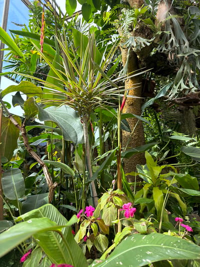 This is a photograph of a lush, indoor botanical garden, likely a greenhouse or conservatory, filled with a variety of tropical plants. The lighting suggests it is daytime, with sunlight filtering through a glass ceiling.
In the foreground, large, vibrant green leaves dominate the lower portion of the frame. Among them, several small, bright pink flowers are in bloom. Behind these, a slender plant with spiky, variegated leaves, featuring shades of green and pinkish-red, rises towards the ceiling. To its left, a thin, brown branch with a textured surface extends into the scene.
Further back, a thick, textured tree trunk is visible, with epiphytic plants, specifically staghorn ferns, growing on its surface, their broad, antler-like fronds creating an impressive display. More greenery fills the background, including large, broad leaves of various shapes and sizes, and some hanging aerial roots or vines. In the upper left of the image, a cluster of red and yellow flowers hangs downwards from a stem. The overall impression is one of dense, diverse plant life in a controlled environment.
Given the visual elements of a tropical botanical garden, it is plausible this scene is located within the Drago Park (Parque del Drago) in Icod de los Vinos, Spain. This park is known for its significant collection of flora, including exotic species and a famous ancient dragon tree.