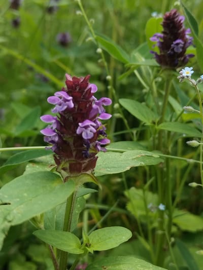 The image shows a close-up of a cluster of purple flowers with green foliage in the background. The flowers are small and tubular, growing in dense spikes. There are also a few tiny blue flowers visible in the background. The overall scene is that of a natural outdoor environment.