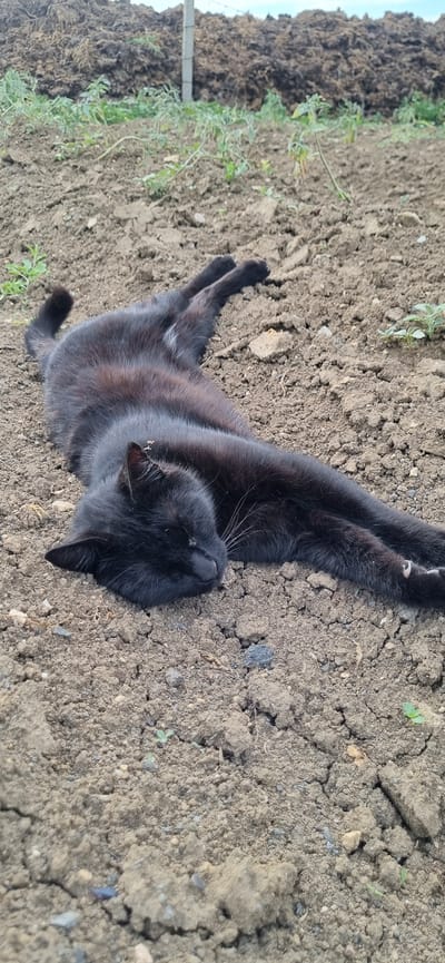 A black cat is lying on its back in dry, cracked soil, with its paws in the air. The cat's eyes are closed, and its mouth is slightly open. Its fur is shiny and appears to be well-groomed. The surrounding soil is a light brown color and is interspersed with small stones and dried leaves. A few small green plants are growing in the soil near the cat. In the background, there is a large mound of dark material, possibly compost or fertilizer, and a faint hint of greenery. A metal fence post is also visible on the left side of the image. The lighting suggests it is daytime, and the environment appears to be outdoors. The cat's relaxed pose and closed eyes suggest it is comfortable and possibly enjoying the sun or a moment of rest. There is no visible text in the image. The location is specified as Blizhnee, Ukraine.