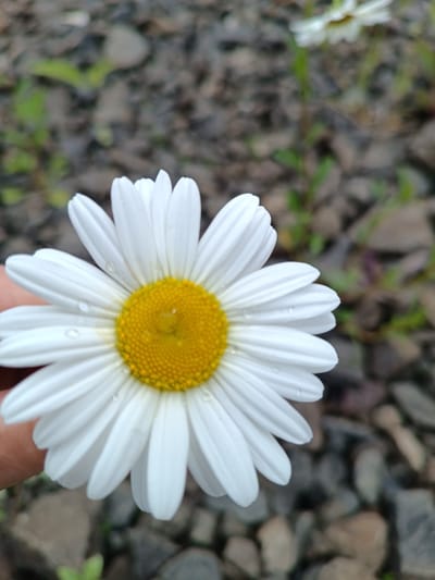 A close-up, eye-level, outdoor shot showcases a white daisy with a yellow center, held by a person's hand, its petals glistening with water droplets. The background is a blurry expanse of greyish-brown gravel and green foliage. The daisy's vibrant colors and texture are in sharp focus, drawing the viewer's attention. The backdrop, composed of scattered rocks and sparse vegetation, suggests an uncultivated, natural environment. The soft lighting and shallow depth of field enhance the flower's prominence. No specific geographical markers are visible to confirm its location in Krasnopol’ye, Russia, however, the scene depicts a tranquil moment in nature.