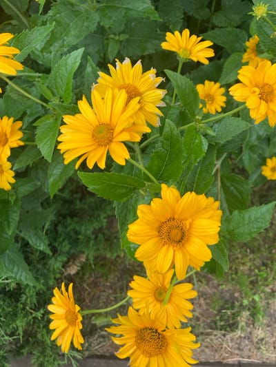 This is a close-up, eye-level, vertical, outdoor, natural light photograph of several bright yellow flowers, likely heliopsis or a similar daisy-like variety, with green foliage in the background. The flowers are in various stages of bloom, with some fully open and others in bud. The petals are elongated and pointed, radiating from a central disc. The focus is primarily on the flowers, with the background appearing slightly blurred. The environment suggests a garden or park setting. There is no indication of human presence or any specific landmarks identifiable within Матыкальскі сельскі Савет, Belarus.