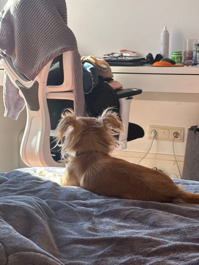 A small, long-haired, light brown dog wearing a dark collar lies prone on a textured grey blanket, illuminated by natural sunlight entering from the left. The dog faces right, looking off-camera. In the background, a white office chair draped with a light purple sweater is visible. Behind the chair, a white desk holds various objects including a white spray bottle, a glass, small containers, eyeglasses, and an electronic device. Below the desk, two white European (Type F Schuko) electrical outlets are visible on the white wall, both occupied by plugs. A dark grey fabric storage bin is partially visible on the far right. The scene is located indoors, within a residential setting in Paracuellos de Jarama, Spain.