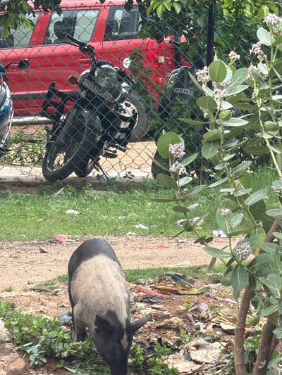 An outdoor, eye-level shot shows a pig and several motorcycles behind a green chain-link fence. The pig, in the foreground, is facing right and rooting in a pile of garbage. The pig has a black head and tail and a tan body. Behind the pig, a red car is visible, as are two motorcycles. One motorcycle has a license plate reading "TS 07GM 54F3." Green plants and trees are also present in the scene. The ground is a mix of dirt, grass, and litter. The scene is likely located in Shamshabad, India, given the license plate format and common street animals in the region.