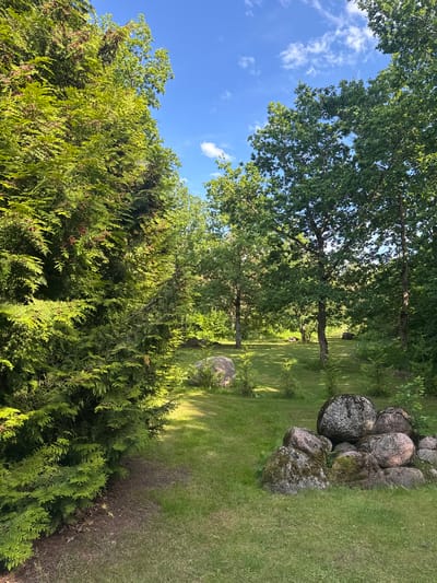 A sunny day in Saue, Estonia, features a well-maintained garden with a lush green lawn. A large evergreen tree with textured foliage dominates the left foreground, its branches casting dappled shadows. In the background, a cluster of mature deciduous trees with dense green canopies creates a natural boundary. Scattered across the lawn are several large, weathered rocks, some covered in moss, adding a rustic element to the landscape. The sky above is a vibrant blue, punctuated by a few wispy white clouds. The overall scene evokes a sense of tranquility and natural beauty.