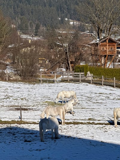 The image depicts a winter scene in Going am Wilden Kaiser, Austria, under clear skies. In the foreground, a snow-covered field partially revealing patches of brown and green grass is populated by five light-colored horses. Four horses are distinctly visible, actively grazing or standing with their heads down; one wears a dark halter. The fifth horse is partially visible on the far right. Shadows are cast across the lower left of the field. A rustic wooden fence with multiple horizontal rails and vertical posts extends horizontally across the midground, separating the field from a village area. Beyond the fence, several residential buildings with traditional alpine architecture are nestled among bare deciduous trees and some evergreen shrubs. Notably, on the right midground, a prominent multi-story wooden treehouse structure with a pitched roof and multiple windows is built into a large, bare tree. The background features a dense, dark green coniferous forest covering a steep mountain slope, with additional scattered buildings visible within the trees.