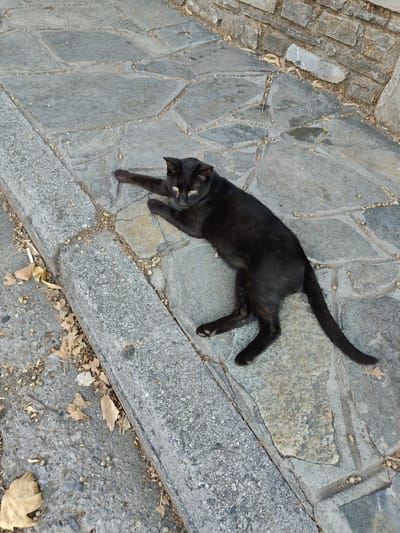 A black cat with green eyes is lying on its side on a cobblestone path next to a concrete curb. The cat is facing upwards, with its front paws extended. Dried leaves and small seed-like objects are scattered on the ground around the cat. In the background, a stone wall is visible. The scene appears to be in a public outdoor space, possibly a street or walkway, in the city of Litochoro, Greece.