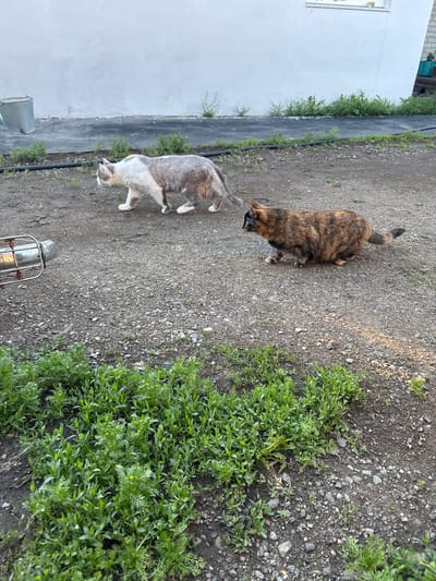 Two cats are in a yard. One cat is calico and the other is grey and white. The calico cat is in the foreground, crouched low to the ground. The grey and white cat is in the background, walking. The yard is gravelly with patches of green grass and weeds. There is a white wall in the background. This scene is located in the city of Starokhalilovo, Russia.