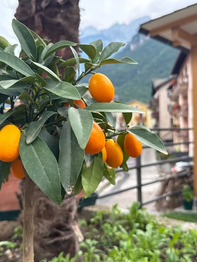 A close-up, eye-level shot showcases a kumquat tree laden with bright orange fruits and lush green leaves. The tree is positioned in the foreground, with its trunk partially obscured by its own foliage. In the background, a blurred cityscape unfolds, featuring buildings with pastel-colored facades and a winding road. Majestic mountains form the backdrop, their peaks softened by a light haze. The scene appears to be set in the town of Molveno, Italy, as suggested by the architectural style and the mountainous terrain. The overall atmosphere is one of rustic charm and natural beauty.